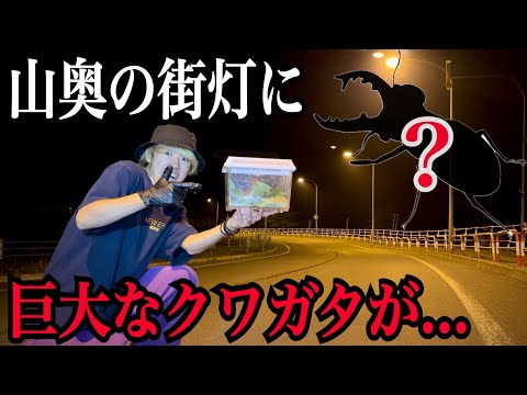 【街灯採集】北海道の山奥の街灯に巨大なクワガタが大量発生してました