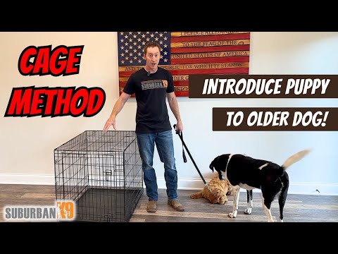 How to Introduce Puppy to Older Dog: SAFE and STRESS FREE!