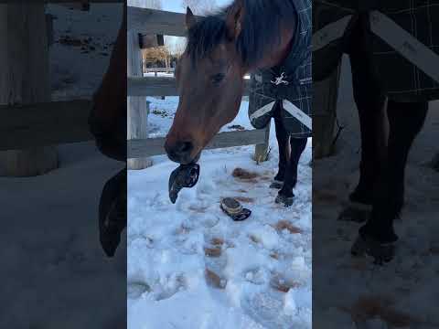 There’s Always One Silly Horse! #horses #shorts #sillyhorse #funnyhorsevideos #funnyhorse #horse