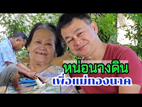 ขุดหน่อไม้นางดินเพื่อแม่ทองนาค หวานเจี๊ยบ #บ้านสวนกำภูEp1117