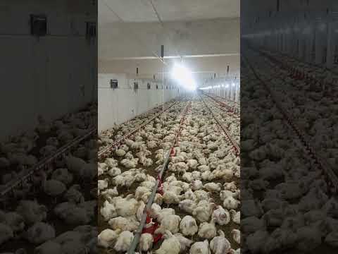 poultry farm #birdslover #farming #broilerchicks #broiler #poultryfarming #henfarminginpakistan