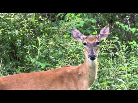 Deer at Work -- July 15, 2015