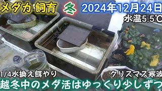 メダカ 冬 屋外 12月24日 越冬中のメダ活はゆっくり少しずつ 1/4水換え 餌やり めだか 飼育