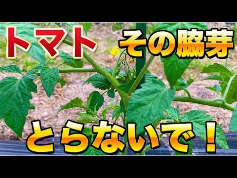 【トマト栽培】最初が重要！脇芽とりで今後の生育が大きく変わります！取るべきタイミング、残す脇芽を徹底解説！