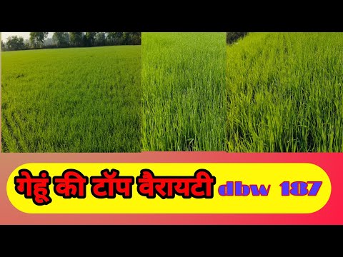 गेहूं की रिकॉर्ड उत्पादन ।dbw 187।karan vandna।wheat 🌾 verayti