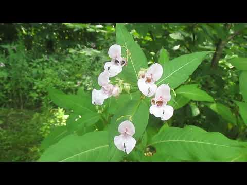 A Look Round the Garden