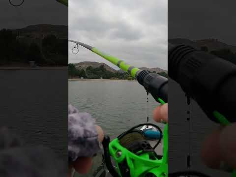 LIVESCOPING open water bass! #fishing #livescope #swimbait #shorts