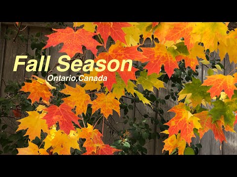 Is it Fall or Autumn?...Ontario 🇨🇦