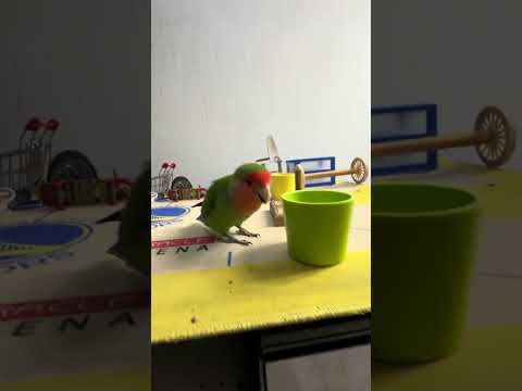 Bird Training : Smart lovebird Parrot | Smart Little Cute Parrot #training #smartparrot #cute