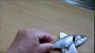 鯵（アジ）の簡単なさばき方　小アジをさばいて刺身にしてみる！Japanese jack mackerel sashimi