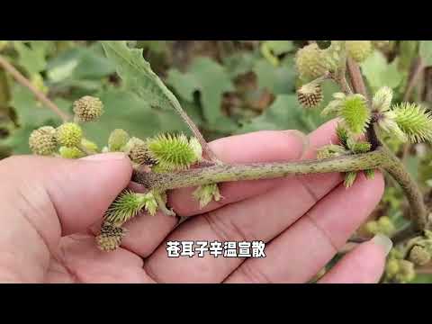 苍耳子：充满回忆的童年恶作剧道具