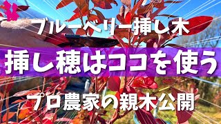 【ブルーベリー】来春の挿し木でプロ農家はどの枝を使うのか？