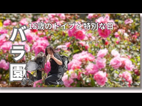 【N-BOX】15歳のトイプードルと楽しくお出かけ♪♪フリーランス主婦🎶ばら園を散策♪シニア犬に便利なお出かけグッズ紹介