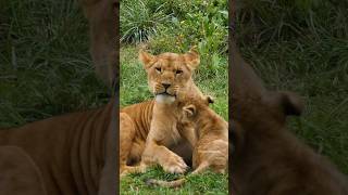 Lioness love her baby cub #trending #motherslove #mother #lion  #wildlife #youtubeshorts #youtube