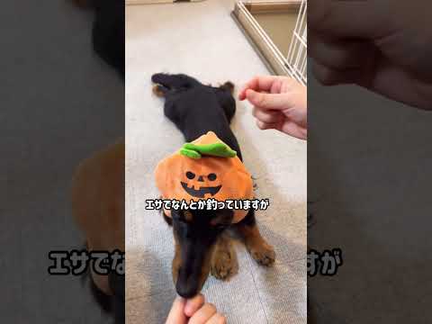 【ハロウィン】トリックオアトリート！　#shorts #犬 #dog