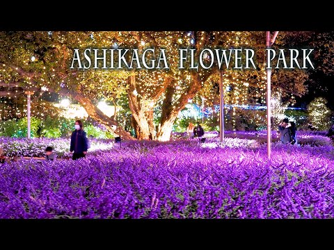 Ashikaga Flower Park, Mexican-bush-sage and Lights of the Night Garden 2022. 光とアメジストセージの夜の庭