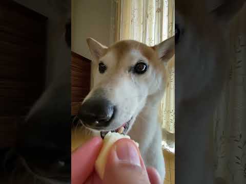 柴犬ASMR りんご編🍎