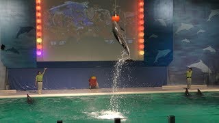 イルカパフォーマンス (青森県営 浅虫水族館) 2019年8月8日