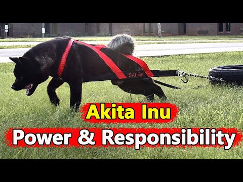 Akita Inu: A Powerful Breed That Requires Responsible Handling