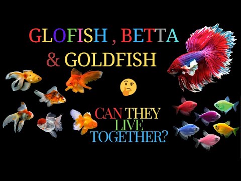 Glow Fish, Fighter Fish & Goldfish Together in One Tank! 🐠✨