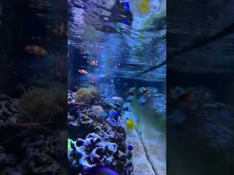 Feeding time my reef fish