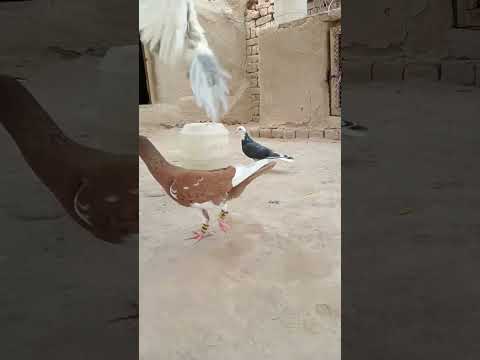 #beautiful #kabootar #sadstatus #love #lovestatus #pigeonstatus #whatsappstatus #hen #funny