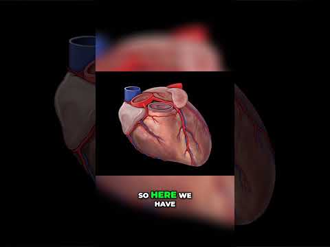 Coronary Arteries Explained #shorts #anatomy #heart #medstudent #doctor #bodyanatomy