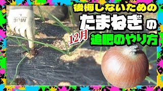 【玉ねぎ栽培】追肥は12月!!!肥料の種類や量.やり方を実演します