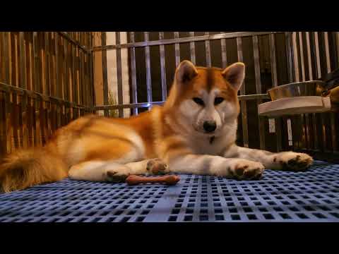 【癒し動画】秋田犬 秋田犬ゴン太