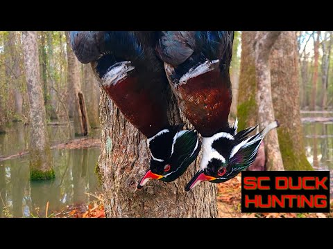 Duck Hunting in South Carolina  | WOOD DUCK HUNTING | Public Land |