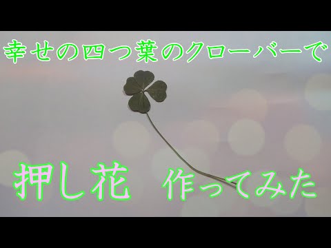 四つ葉のクローバーを長く保存したい！四つ葉のクローバーで押し花を作ろう！