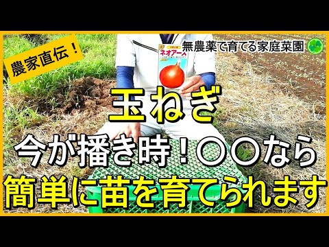 【玉ねぎ栽培】種まきからがお得！簡単に苗を育てる方法【有機農家直伝！無農薬で育てる家庭菜園】　24/9/12