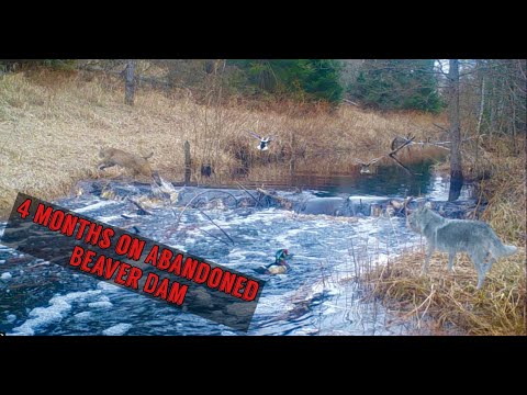 Leaving a Trail Camera at an ABANDONED BEAVER DAM for 4 Months. Heres what happened! Trail Camera