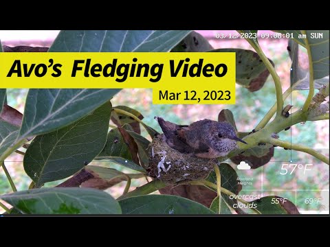 Avo's Fledging Video from Hummingbird Mama Flora's Nest Cam 03/12/2023