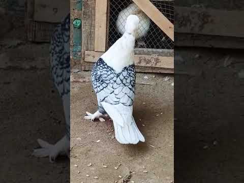 #saleupdate #kabootar #chanellover #pigeon #upcomingsale #bird  🥰🥳😍😘 subscribe chanel