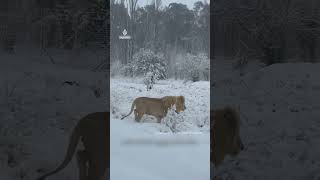 Lions enjoy rare snow in South Africa | AJ #shorts