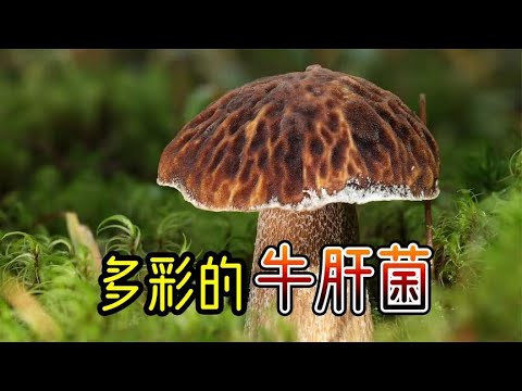 Learn to know (B m: I) don't (làn) boletus in 3 minutes