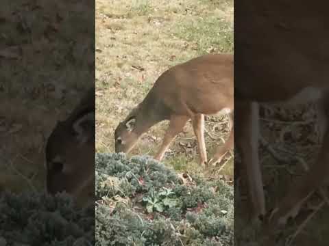 11/30/24 Deer 🦌 Grazing #deer