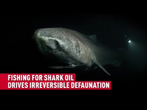 Are sharks at risk of extinction?