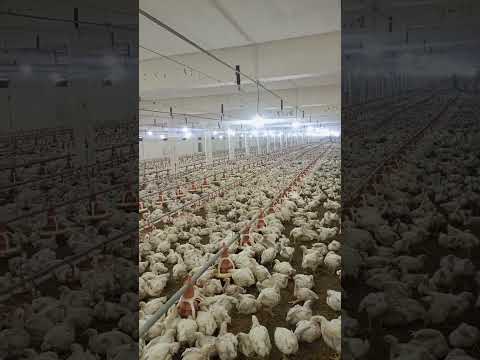 poultry farm #broiler_poultry_farm #birdslover #farming