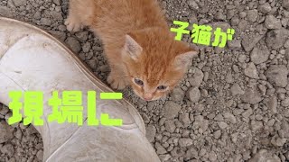 工事現場に子猫が。野良猫の母ねこは死んでしまったらしく 子猫はずっと着いて来た