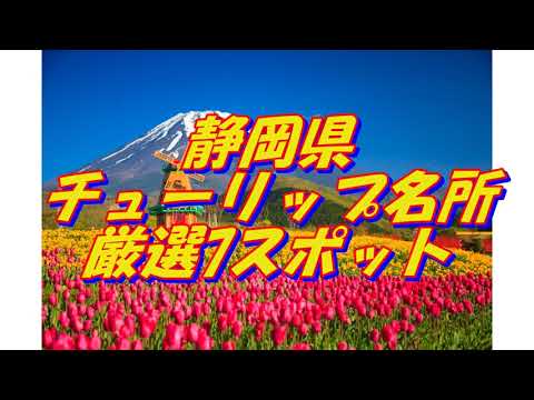 21【静岡県】チューリップの名所＜7選＞