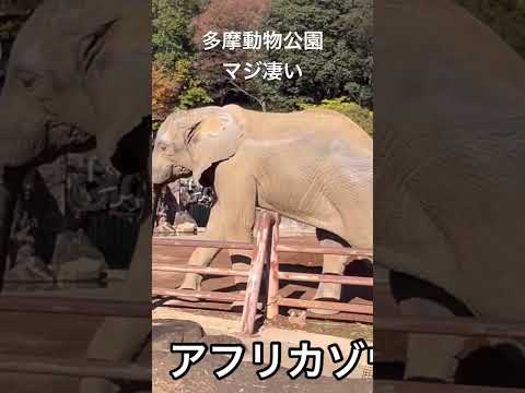 【多摩動物公園】マジ凄い。一度は行くべき。#shorts