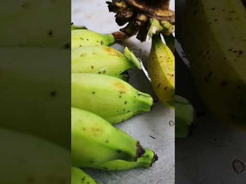 Baby praying mantis