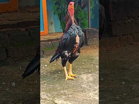 Feeding Time#youtube#viral#kitchengarden#chicken