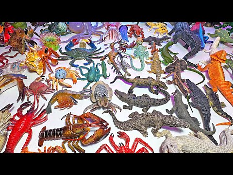 Sea Animals VS Reptiles Collection, Crocodile, Alligator, Octopus, Squid, Hermit Crab, Komodo Dragon