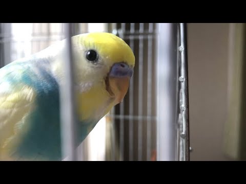 透明感がえげつないインコ