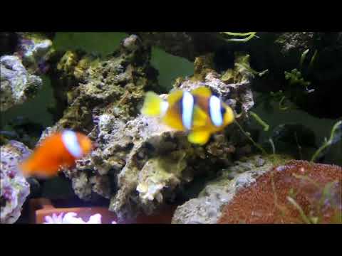 人工印度洋雙帶小丑與脈狀氣泡珊瑚Clark's Anemonefish（Captive-Bred）& Bubble Coral