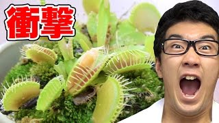 【実験】食虫植物に納豆や高級食材食べさせてみた！