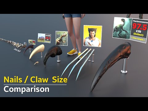 Claw / Nails Size Comparison of Animals and birds | Fictional character  | Largest fingernails